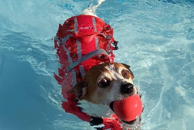 dog lifesaver jacket