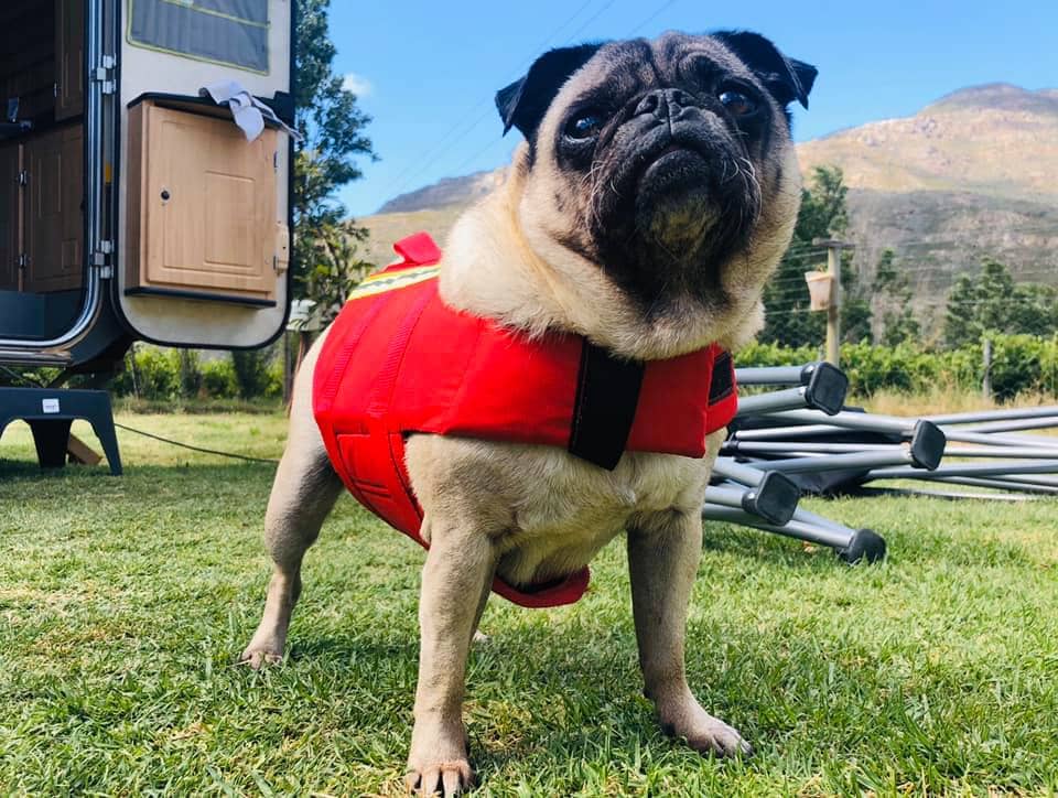 dog lifesaver jacket