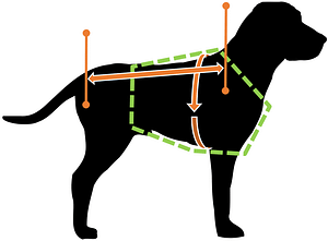 dog-measurment-guide-picture