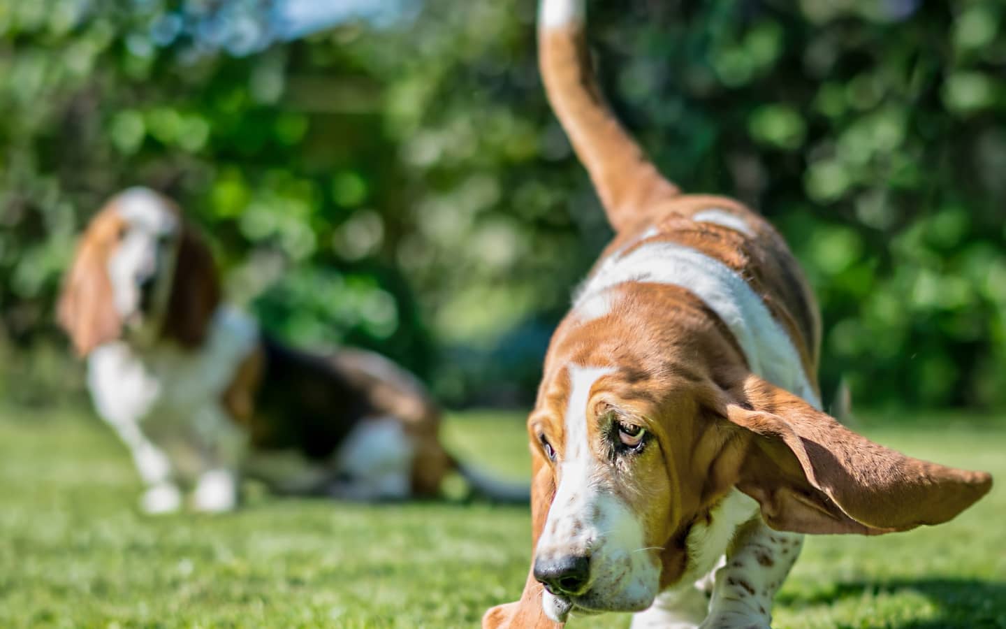 how many scent receptors does a basset hound have