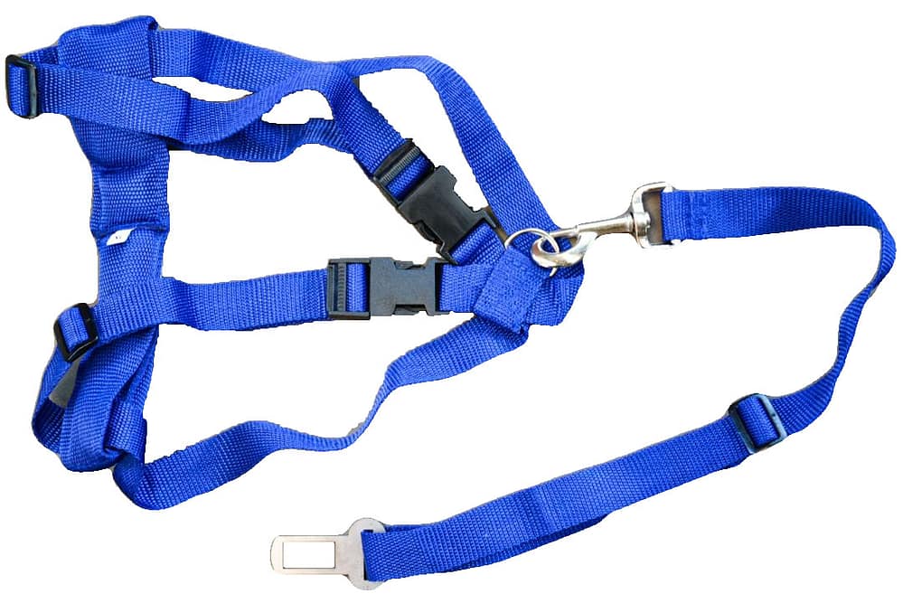 supportlocal K9 Adventures and keeping them SAFE