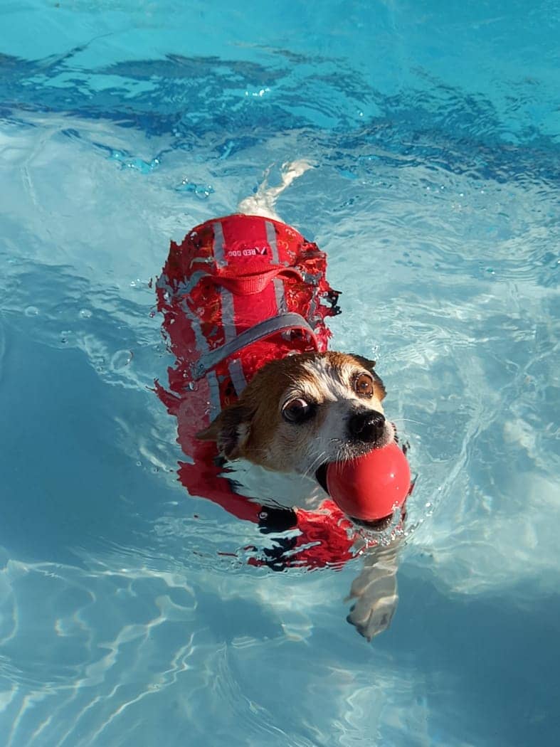 decathlon dog life jacket